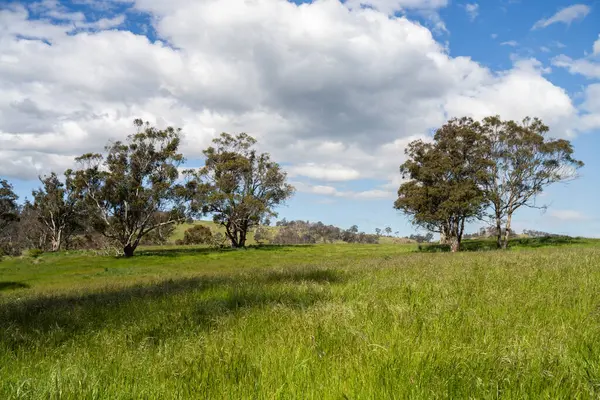 Çiklet ağacı ormanları yemyeşil çayırlarda yetişiyor. Yenilenebilir Sürdürülebilir Avustralya Tarım, Okaliptüs Ağaçlı Avustralya Manzarası Altın Çayırlık tarım arazisi