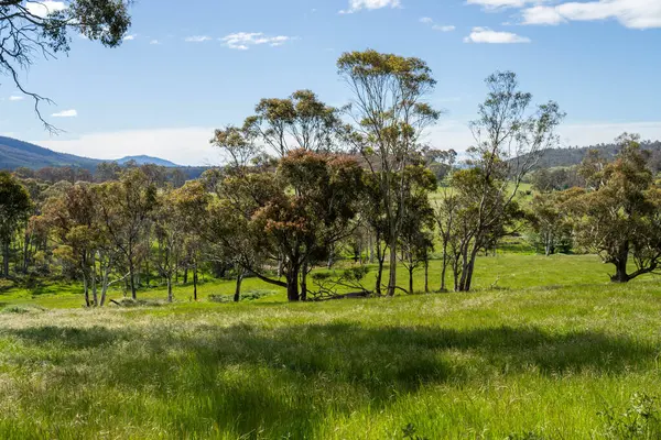 Çiklet ağacı ormanları yemyeşil çayırlarda yetişiyor. Yenilenebilir Sürdürülebilir Avustralya Tarım, Okaliptüs Ağaçlı Avustralya Manzarası Altın Çayırlık tarım arazisi