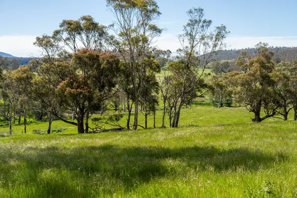 Çiklet ağacı ormanları yemyeşil çayırlarda yetişiyor. Yenilenebilir Sürdürülebilir Avustralya Tarım, Okaliptüs Ağaçlı Avustralya Manzarası Altın Çayırlık tarım arazisi