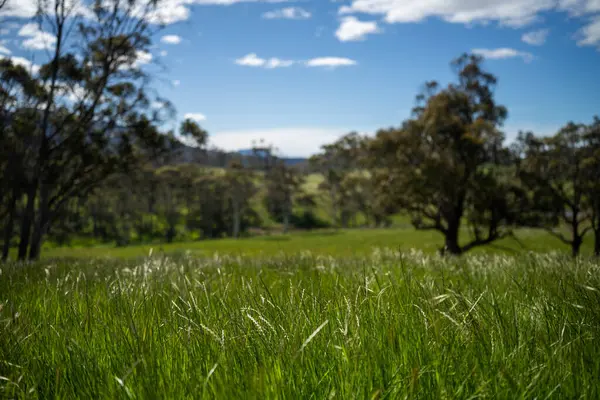 Çiklet ağacı ormanları yemyeşil çayırlarda yetişiyor. Yenilenebilir Sürdürülebilir Avustralya Tarım, Okaliptüs Ağaçlı Avustralya Manzarası Altın Çayırlık tarım arazisi