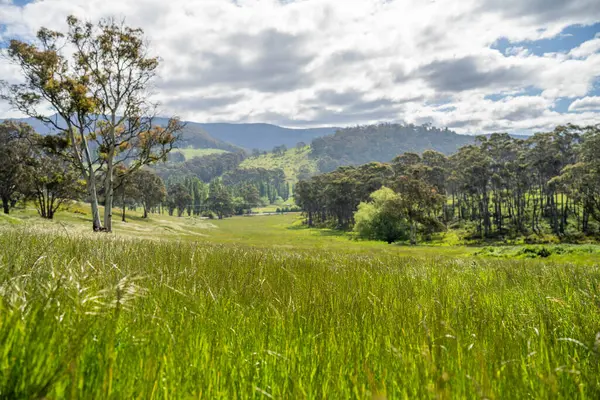 Çiklet ağacı ormanları yemyeşil çayırlarda yetişiyor. Yenilenebilir Sürdürülebilir Avustralya Tarım, Okaliptüs Ağaçlı Avustralya Manzarası Altın Çayırlık tarım arazisi