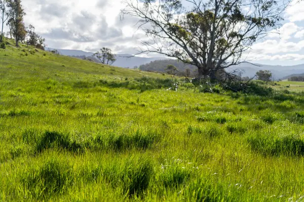 Çiklet ağacı ormanları yemyeşil çayırlarda yetişiyor. Yenilenebilir Sürdürülebilir Avustralya Tarım, Okaliptüs Ağaçlı Avustralya Manzarası Altın Çayırlık tarım arazisi