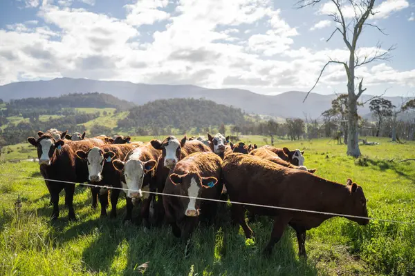 Yeşil yemyeşil çayırlarda otlayan inek sürüsü. Bir barajı, ağaçları ve otlağı olan geniş bir Avustralya Çiftliği manzarası. Kırsal Tarım ve Sürdürülebilir Arazi Yönetimi Avustralya