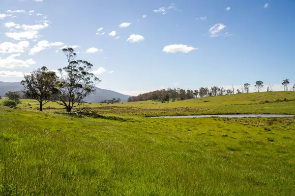Çiklet ağacı ormanları yemyeşil çayırlarda yetişiyor. Yenilenebilir Sürdürülebilir Avustralya Tarım, Okaliptüs Ağaçlı Avustralya Manzarası Altın Çayırlık tarım arazisi