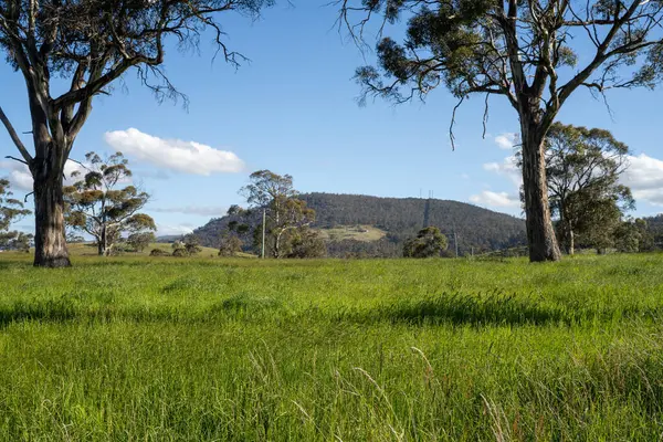 Yeşil yemyeşil çayırlarda otlayan inek sürüsü. Bir barajı, ağaçları ve otlağı olan geniş bir Avustralya Çiftliği manzarası. Kırsal Tarım ve Sürdürülebilir Arazi Yönetimi Avustralya
