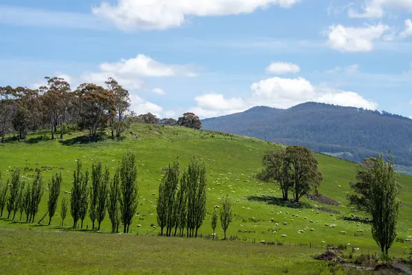 Çiklet ağacı ormanları yemyeşil çayırlarda yetişiyor. Yenilenebilir Sürdürülebilir Avustralya Tarım, Okaliptüs Ağaçlı Avustralya Manzarası Altın Çayırlık tarım arazisi