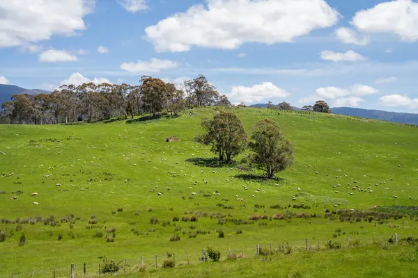 Çiklet ağacı ormanları yemyeşil çayırlarda yetişiyor. Yenilenebilir Sürdürülebilir Avustralya Tarım, Okaliptüs Ağaçlı Avustralya Manzarası Altın Çayırlık tarım arazisi