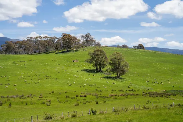 Çiklet ağacı ormanları yemyeşil çayırlarda yetişiyor. Yenilenebilir Sürdürülebilir Avustralya Tarım, Okaliptüs Ağaçlı Avustralya Manzarası Altın Çayırlık tarım arazisi