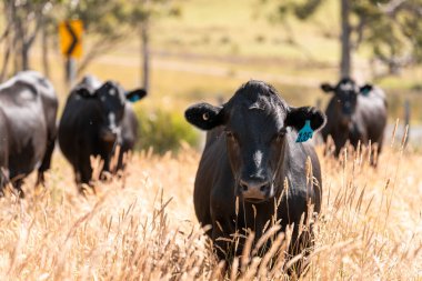 Avustralya 'daki güzel sığırlar ot yer, otlakta otlarlar. Tarımsal bir çiftlikte yetiştirilen sığır sürüsü. İlkbaharda sürdürülebilir tarım