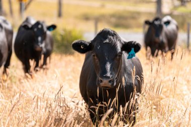 Avustralya 'daki güzel sığırlar ot yer, otlakta otlarlar. Tarımsal bir çiftlikte yetiştirilen sığır sürüsü. İlkbaharda sürdürülebilir tarım