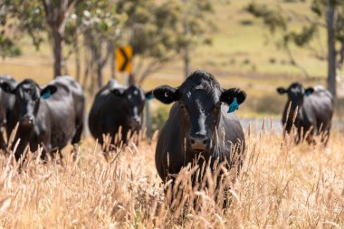 Avustralya 'daki güzel sığırlar ot yer, otlakta otlarlar. Tarımsal bir çiftlikte yetiştirilen sığır sürüsü. İlkbaharda sürdürülebilir tarım