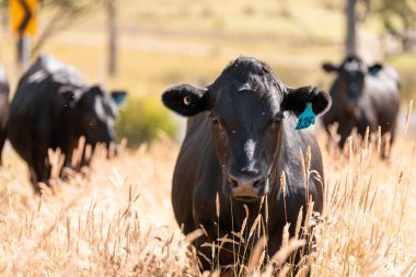Avustralya 'daki güzel sığırlar ot yer, otlakta otlarlar. Tarımsal bir çiftlikte yetiştirilen sığır sürüsü. İlkbaharda sürdürülebilir tarım