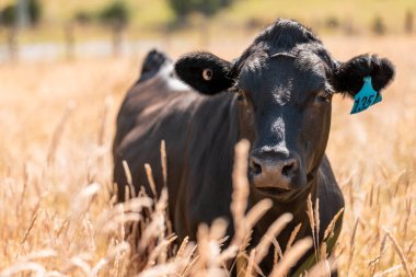 Avustralya 'daki güzel sığırlar ot yer, otlakta otlarlar. Tarımsal bir çiftlikte yetiştirilen sığır sürüsü. İlkbaharda sürdürülebilir tarım