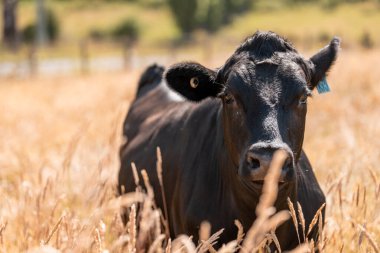 Avustralya 'daki güzel sığırlar ot yer, otlakta otlarlar. Tarımsal bir çiftlikte yetiştirilen sığır sürüsü. İlkbaharda sürdürülebilir tarım