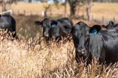 Avustralya 'daki güzel sığırlar ot yer, otlakta otlarlar. Tarımsal bir çiftlikte yetiştirilen sığır sürüsü. İlkbaharda sürdürülebilir tarım