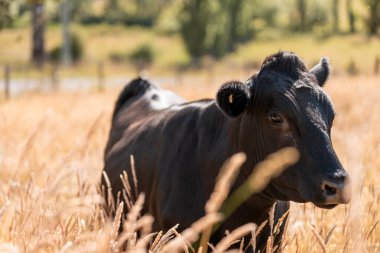 Avustralya 'daki güzel sığırlar ot yer, otlakta otlarlar. Tarımsal bir çiftlikte yetiştirilen sığır sürüsü. İlkbaharda sürdürülebilir tarım