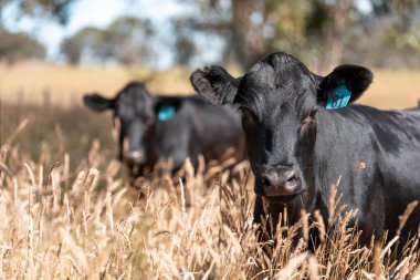 Avustralya 'daki güzel sığırlar ot yer, otlakta otlarlar. Tarımsal bir çiftlikte yetiştirilen sığır sürüsü. İlkbaharda sürdürülebilir tarım