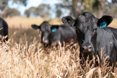 Avustralya 'daki güzel sığırlar ot yer, otlakta otlarlar. Tarımsal bir çiftlikte yetiştirilen sığır sürüsü. İlkbaharda sürdürülebilir tarım