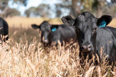 Avustralya 'daki güzel sığırlar ot yer, otlakta otlarlar. Tarımsal bir çiftlikte yetiştirilen sığır sürüsü. İlkbaharda sürdürülebilir tarım