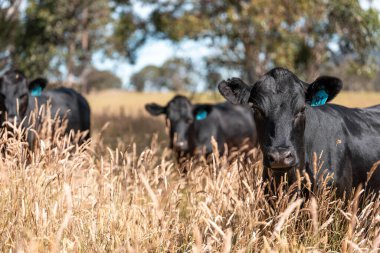 Avustralya 'daki güzel sığırlar ot yer, otlakta otlarlar. Tarımsal bir çiftlikte yetiştirilen sığır sürüsü. İlkbaharda sürdürülebilir tarım