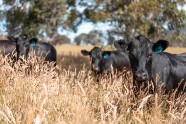 Avustralya 'daki güzel sığırlar ot yer, otlakta otlarlar. Tarımsal bir çiftlikte yetiştirilen sığır sürüsü. İlkbaharda sürdürülebilir tarım