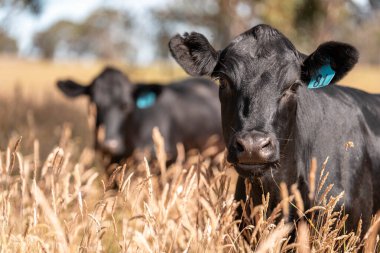 Avustralya 'daki güzel sığırlar ot yer, otlakta otlarlar. Tarımsal bir çiftlikte yetiştirilen sığır sürüsü. İlkbaharda sürdürülebilir tarım