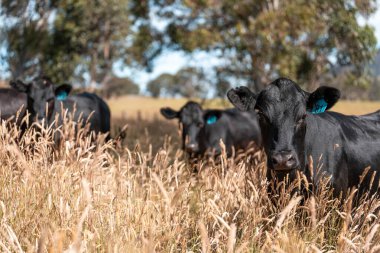 Avustralya 'daki güzel sığırlar ot yer, otlakta otlarlar. Tarımsal bir çiftlikte yetiştirilen sığır sürüsü. İlkbaharda sürdürülebilir tarım