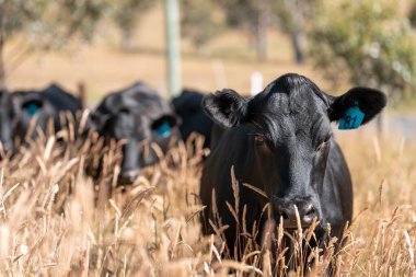 Avustralya 'daki güzel sığırlar ot yer, otlakta otlarlar. Tarımsal bir çiftlikte yetiştirilen sığır sürüsü. İlkbaharda sürdürülebilir tarım