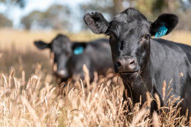 Avustralya 'daki güzel sığırlar ot yer, otlakta otlarlar. Tarımsal bir çiftlikte yetiştirilen sığır sürüsü. İlkbaharda sürdürülebilir tarım