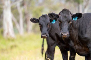 Avustralya 'daki güzel sığırlar ot yer, otlakta otlarlar. Tarımsal bir çiftlikte yetiştirilen sığır sürüsü. İlkbaharda sürdürülebilir tarım