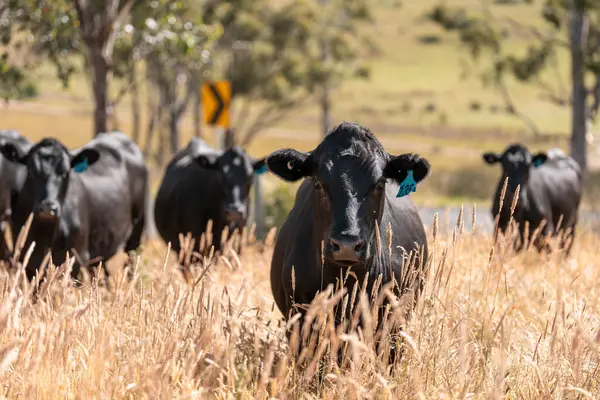 Avustralya 'daki güzel sığırlar ot yer, otlakta otlarlar. Tarımsal bir çiftlikte yetiştirilen sığır sürüsü. İlkbaharda sürdürülebilir tarım