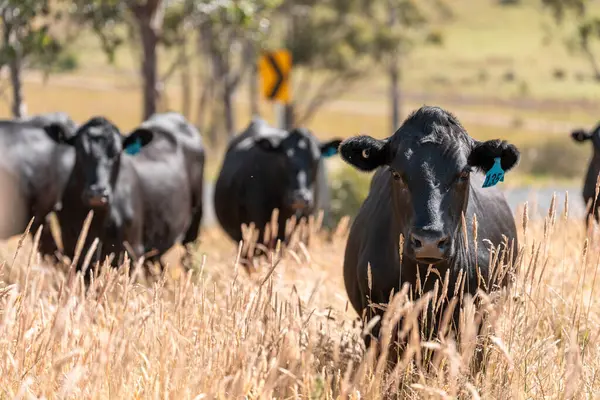 Avustralya 'daki güzel sığırlar ot yer, otlakta otlarlar. Tarımsal bir çiftlikte yetiştirilen sığır sürüsü. İlkbaharda sürdürülebilir tarım