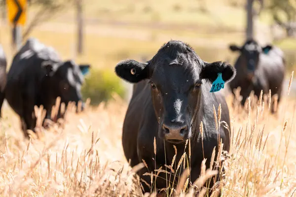 Avustralya 'daki güzel sığırlar ot yer, otlakta otlarlar. Tarımsal bir çiftlikte yetiştirilen sığır sürüsü. İlkbaharda sürdürülebilir tarım