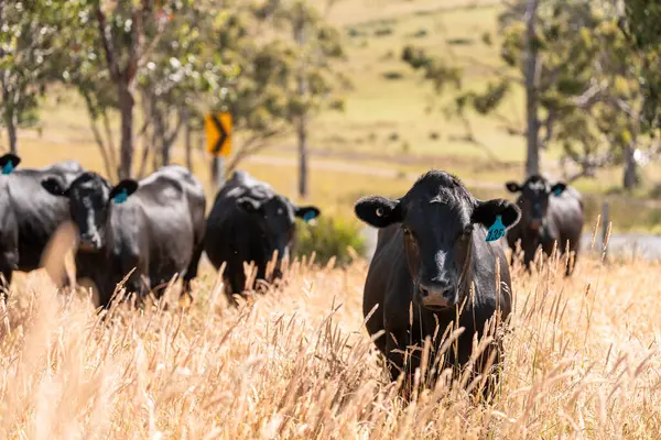 Avustralya 'daki güzel sığırlar ot yer, otlakta otlarlar. Tarımsal bir çiftlikte yetiştirilen sığır sürüsü. İlkbaharda sürdürülebilir tarım
