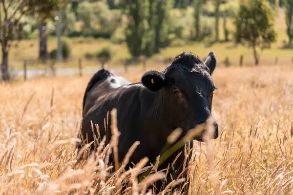 Avustralya 'daki güzel sığırlar ot yer, otlakta otlarlar. Tarımsal bir çiftlikte yetiştirilen sığır sürüsü. İlkbaharda sürdürülebilir tarım