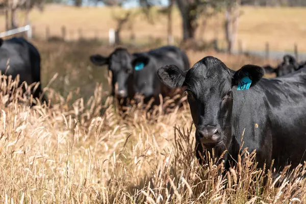 Avustralya 'daki güzel sığırlar ot yer, otlakta otlarlar. Tarımsal bir çiftlikte yetiştirilen sığır sürüsü. İlkbaharda sürdürülebilir tarım