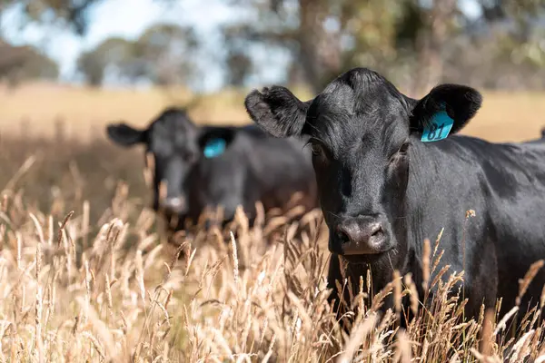 Avustralya 'daki güzel sığırlar ot yer, otlakta otlarlar. Tarımsal bir çiftlikte yetiştirilen sığır sürüsü. İlkbaharda sürdürülebilir tarım