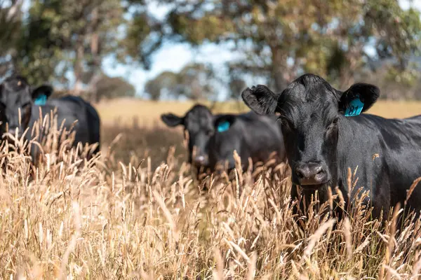 Avustralya 'daki güzel sığırlar ot yer, otlakta otlarlar. Tarımsal bir çiftlikte yetiştirilen sığır sürüsü. İlkbaharda sürdürülebilir tarım
