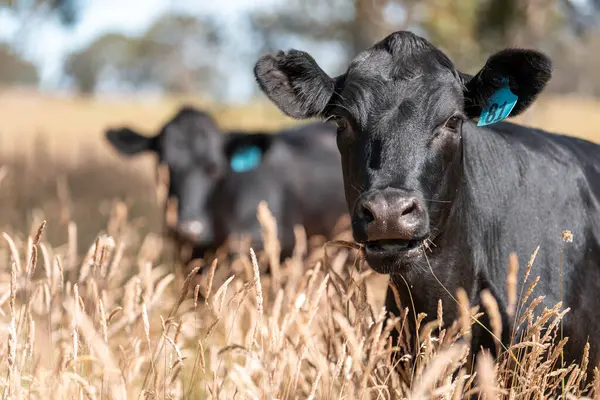 Avustralya 'daki güzel sığırlar ot yer, otlakta otlarlar. Tarımsal bir çiftlikte yetiştirilen sığır sürüsü. İlkbaharda sürdürülebilir tarım