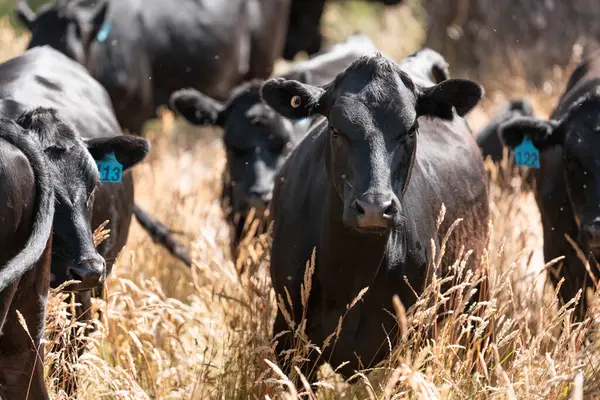 Avustralya 'daki güzel sığırlar ot yer, otlakta otlarlar. Tarımsal bir çiftlikte yetiştirilen sığır sürüsü. İlkbaharda sürdürülebilir tarım