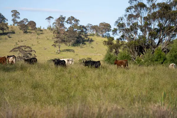 Altın Avustralya Çiftliği, yemyeşil çimleri, tarlada inekleri, sakızlı manzarası var. Geniş Kırsal Araziler ve Avustralya 'da sürdürülebilir yenilenebilir tarım için ilkbaharda