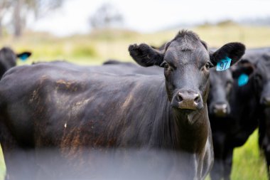 Avustralya 'daki güzel sığırlar ot yer, otlakta otlarlar. Tarımsal bir çiftlikte yetiştirilen sığır sürüsü. İlkbaharda sürdürülebilir tarım