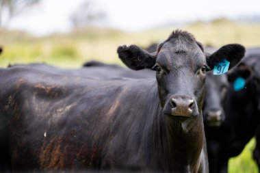 Avustralya 'daki güzel sığırlar ot yer, otlakta otlarlar. Tarımsal bir çiftlikte yetiştirilen sığır sürüsü. İlkbaharda sürdürülebilir tarım