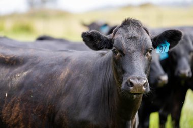 Avustralya 'daki güzel sığırlar ot yer, otlakta otlarlar. Tarımsal bir çiftlikte yetiştirilen sığır sürüsü. İlkbaharda sürdürülebilir tarım