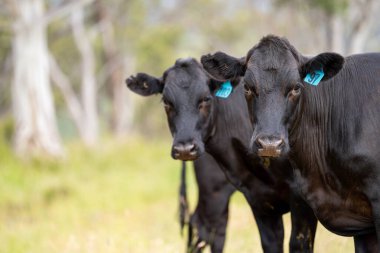 Avustralya 'daki güzel sığırlar ot yer, otlakta otlarlar. Tarımsal bir çiftlikte yetiştirilen sığır sürüsü. İlkbaharda sürdürülebilir tarım