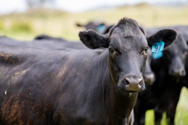 Avustralya 'daki güzel sığırlar ot yer, otlakta otlarlar. Tarımsal bir çiftlikte yetiştirilen sığır sürüsü. İlkbaharda sürdürülebilir tarım