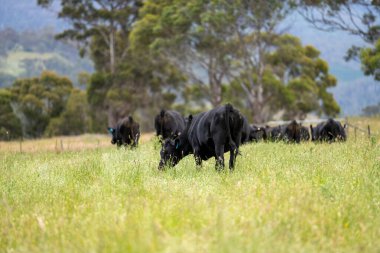 Avustralya 'daki güzel sığırlar ot yer, otlakta otlarlar. Tarımsal bir çiftlikte yetiştirilen sığır sürüsü. İlkbaharda sürdürülebilir tarım