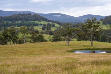Altın Avustralya Çiftliği, yemyeşil çimleri, tarlada inekleri, sakızlı manzarası var. Geniş Kırsal Araziler ve Avustralya 'da sürdürülebilir yenilenebilir tarım için ilkbaharda