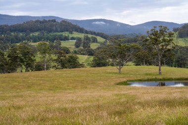 Altın Avustralya Çiftliği, yemyeşil çimleri, tarlada inekleri, sakızlı manzarası var. Geniş Kırsal Araziler ve Avustralya 'da sürdürülebilir yenilenebilir tarım için ilkbaharda