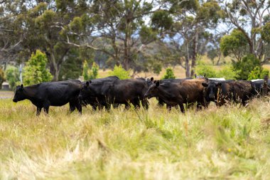 Avustralya 'daki güzel sığırlar ot yer, otlakta otlarlar. Tarımsal bir çiftlikte yetiştirilen sığır sürüsü. İlkbaharda sürdürülebilir tarım